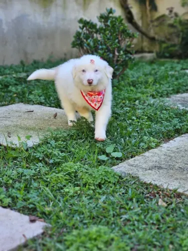 Border Collie | Entrega em Goiânia 24/08