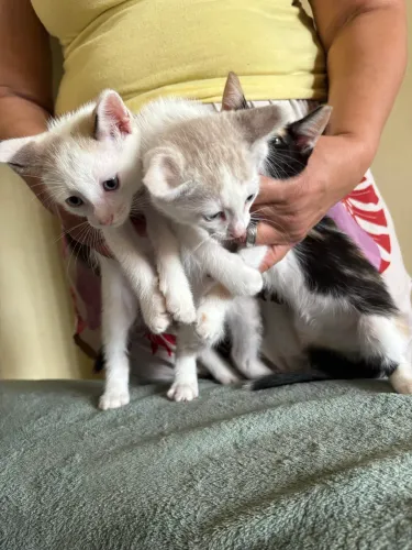 Gatos para doação 