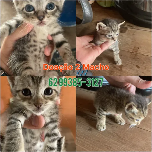 2 Gatinhos Machos para Doação Responsável