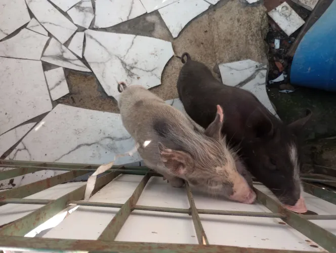 Vendo 2porcos