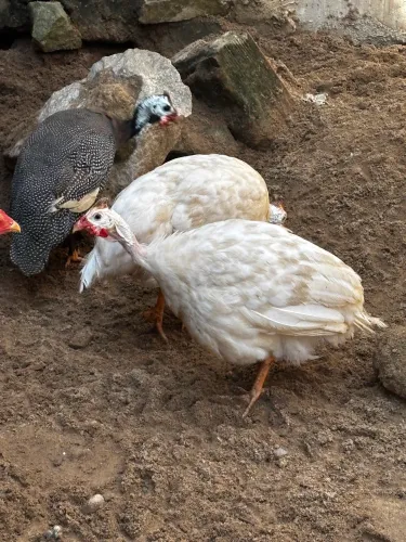 Vendo capotes. Ver descrição