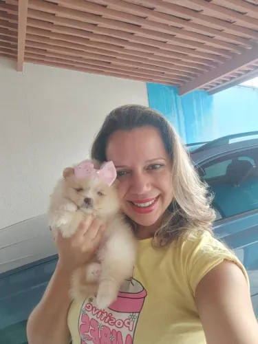 Mini fêmea creme lulu da Pomerânia anão