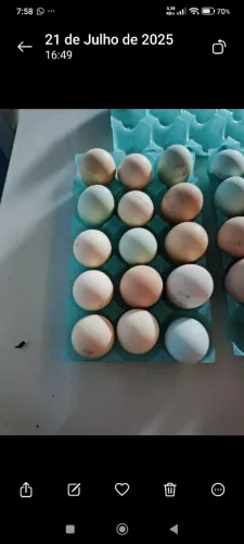 Ovos de galinha gsb