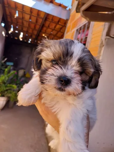 Shih Tzu a venda
