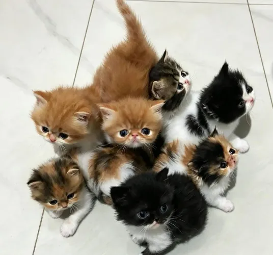 Gato Persa