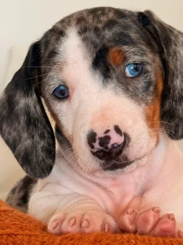 Filhote de dachshund mofadinho