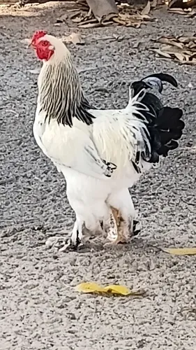 Galos brahma