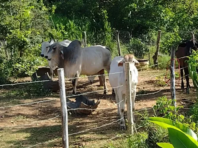 SÍTIO à VENDA - 12 HECTARES - 16 KM DE BOCAIÚVA/MG