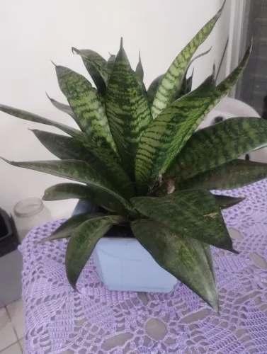 PLANTA ESPADA DE SÃO JORGE MINI