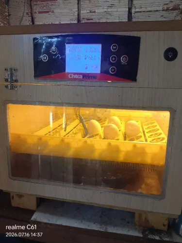 Chocadeira automática 