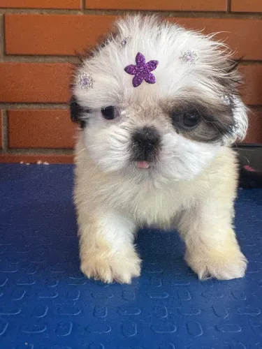 Shih tzu mini fema
