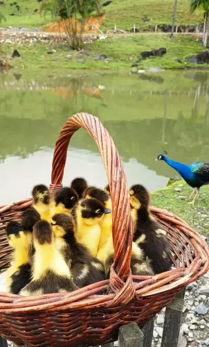 Pata e patinhos 