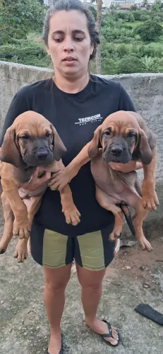 FILA BRASILEIRO DISPONÍVEL