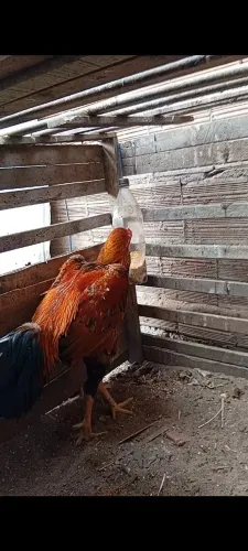 Frango novo... peso dele 3,500