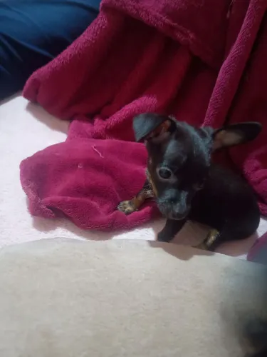 Pinscher filhote 