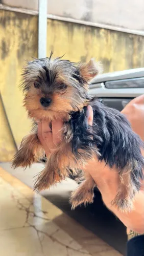 Yorkshire Terrier Fêmea