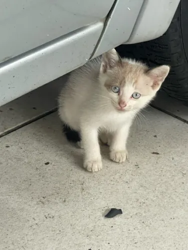 Doação de filhotes de gato