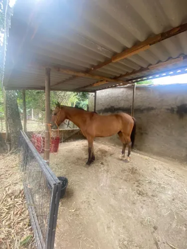 Cavalo manso e bom de boca