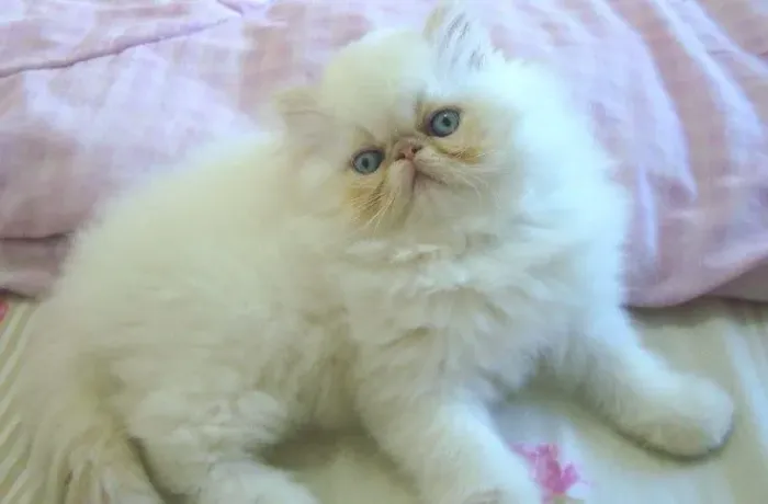 Gato persa filhotinhos macho e fêmea com exame e vacinados
