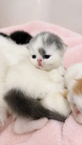Gato Persa 