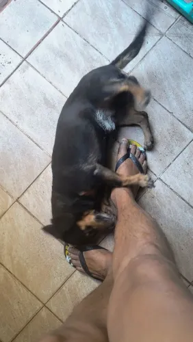 Adoção 