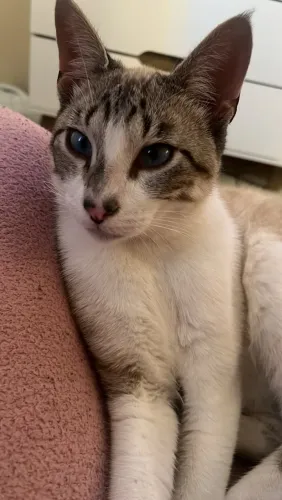 Doação de gato macho