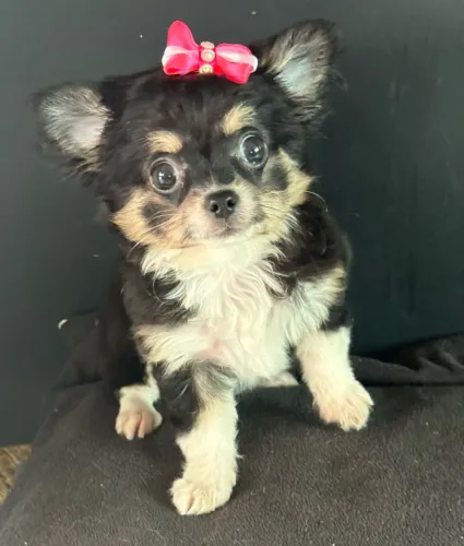 Chihuahua Filhotinha fêmea Pelo Longo vacinada