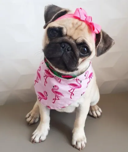 Fêmea pug 3