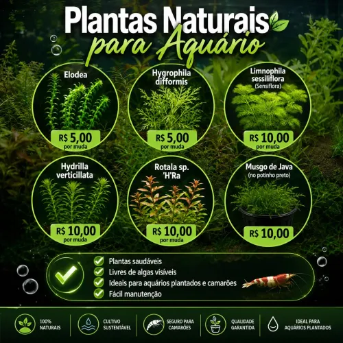 Plantas para Aquário Plantado (lowtech)