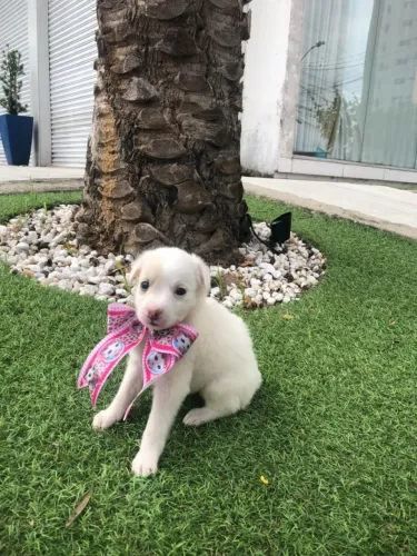 Cachorros Maltês com ilasa apso caminha brinde