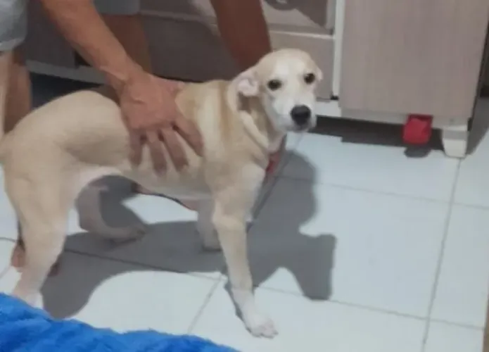 Adoção 