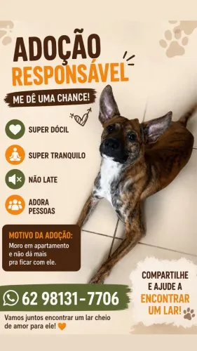 Doa-se filhote de cachorro.