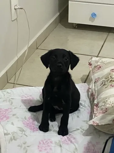 Doação cachorrinho