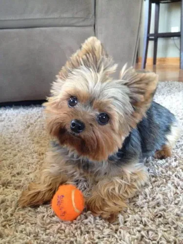 Filhote Yorkshire Terrier, Escolha seu companheiro para a vida toda!