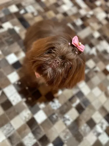 Shihtzu fêmea 
