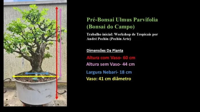 Pré-bonsai de Ulmus Parvifolia