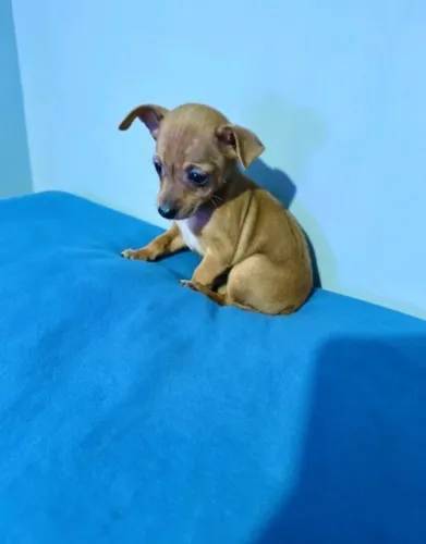 Pinscher muito lindo