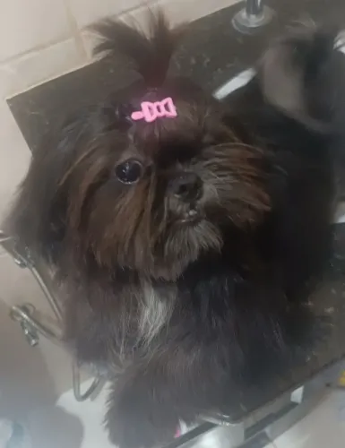 Vendo fêmea de shi tzu