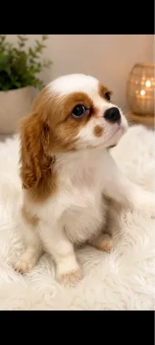 Cavalier King femea