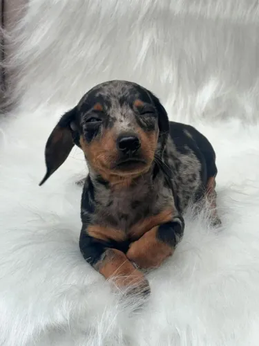 Dachshund pelo curto arlequim preto com prata