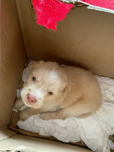 Filhote de cachorro 