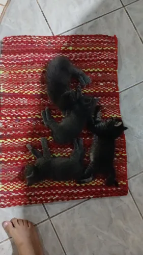 Gatos para adoção responsável