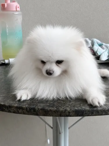 Spitz alemão branco neve, para cobertura