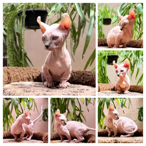 Dwelf Sphynx Filhotes 