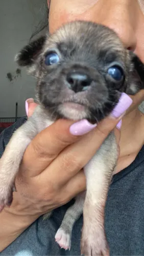 Chihuahuas