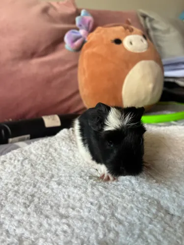 Porquinhos da índia