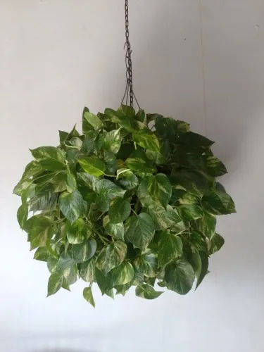 Jarro suspenso com planta jibóia.