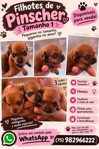 Pinscher fêmea