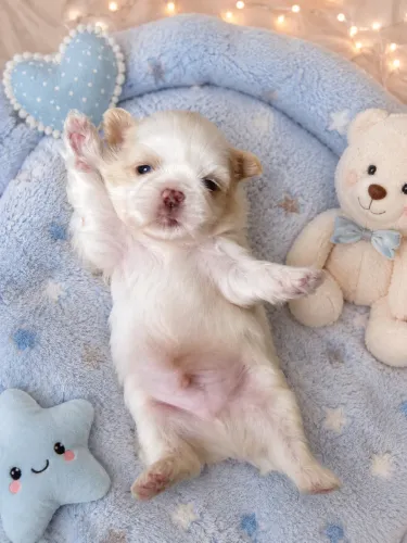 ShihTzu Fêmeas e Machos
