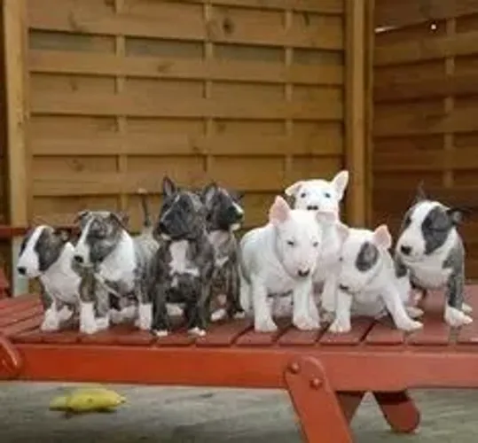 Bull Terrier